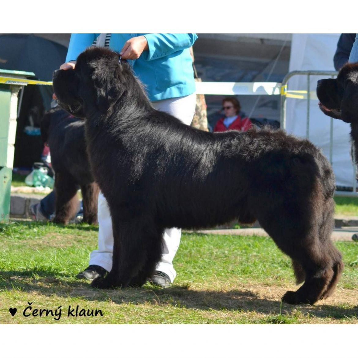 R Astonish Martin B. Angels Gaboo (10-12-2012)
